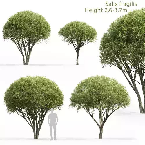 Salix fragilis 01 H2-3m 3D model