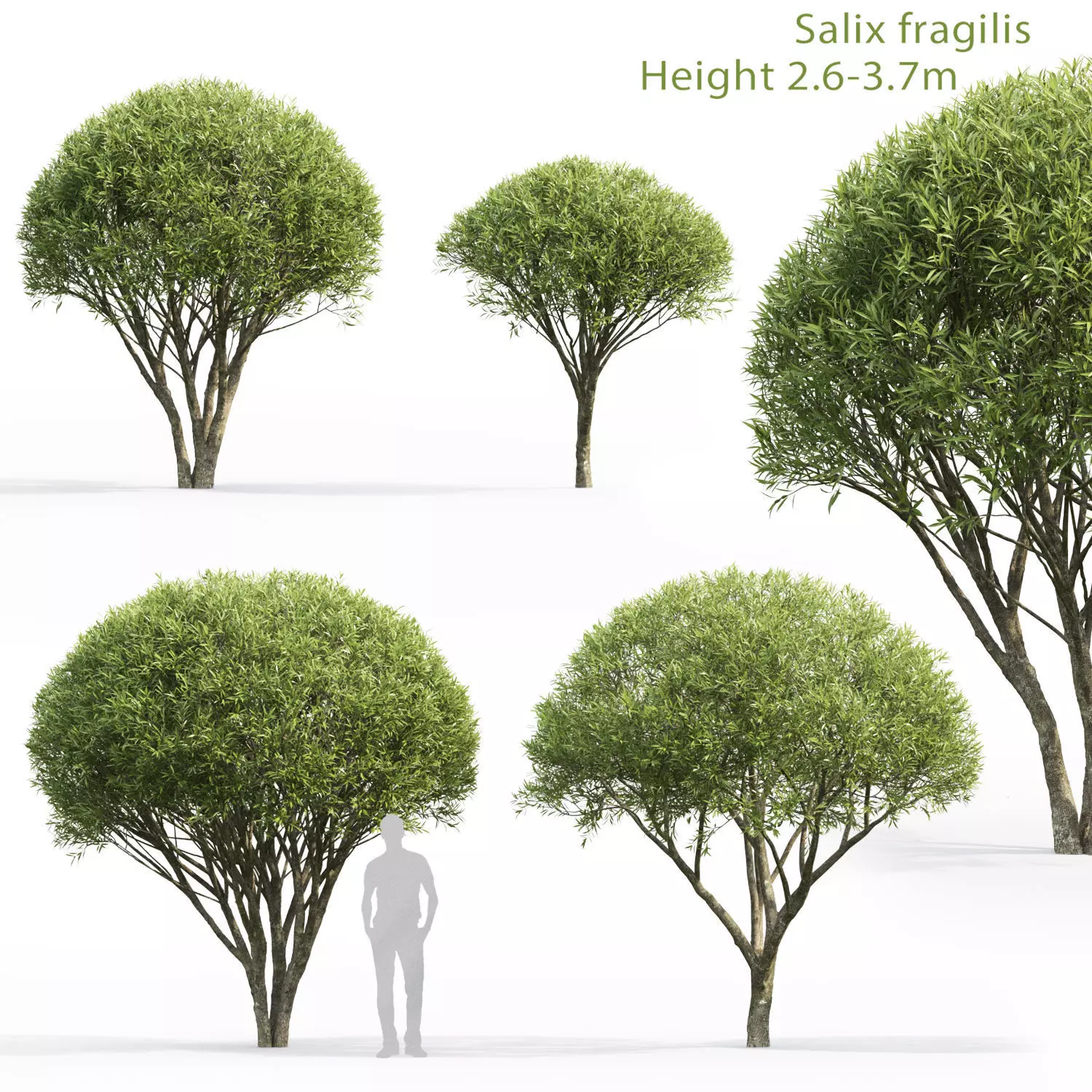 Salix fragilis 01 H2-3m 3D model_0