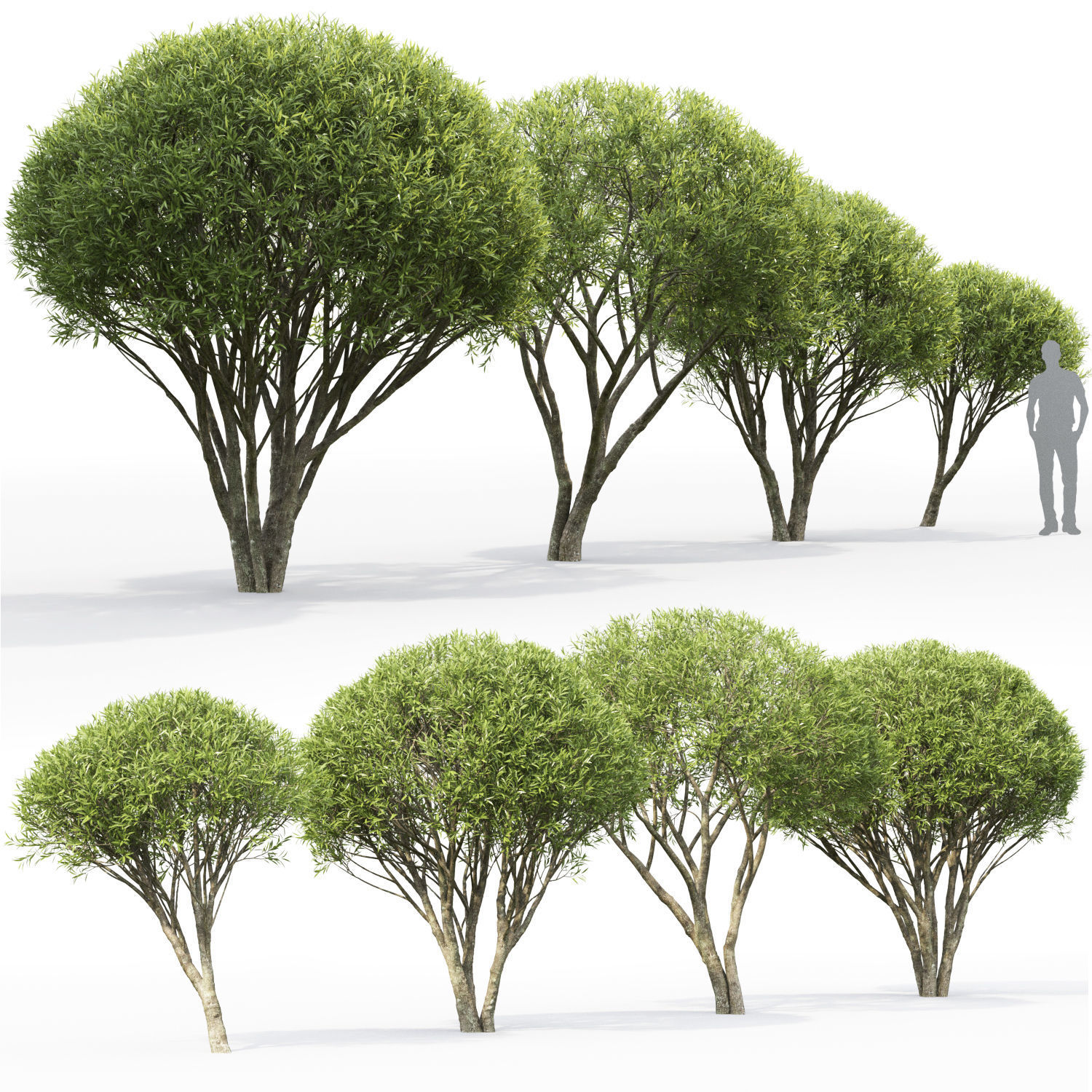 Salix fragilis 01 H2-3m 3D model_1