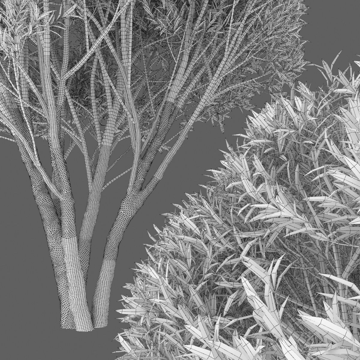 Salix fragilis 01 H2-3m 3D model_3