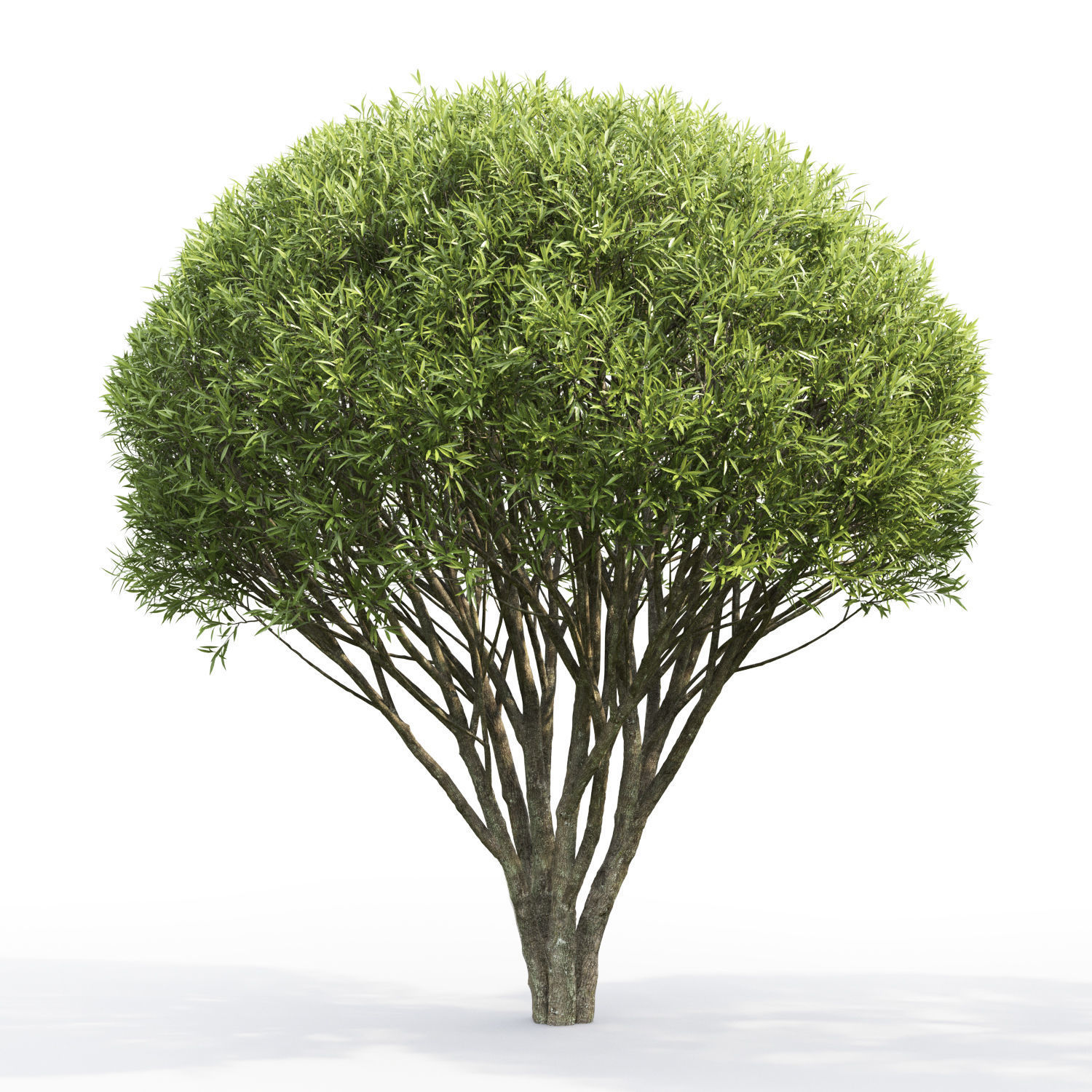 Salix fragilis 01 H2-3m 3D model_2