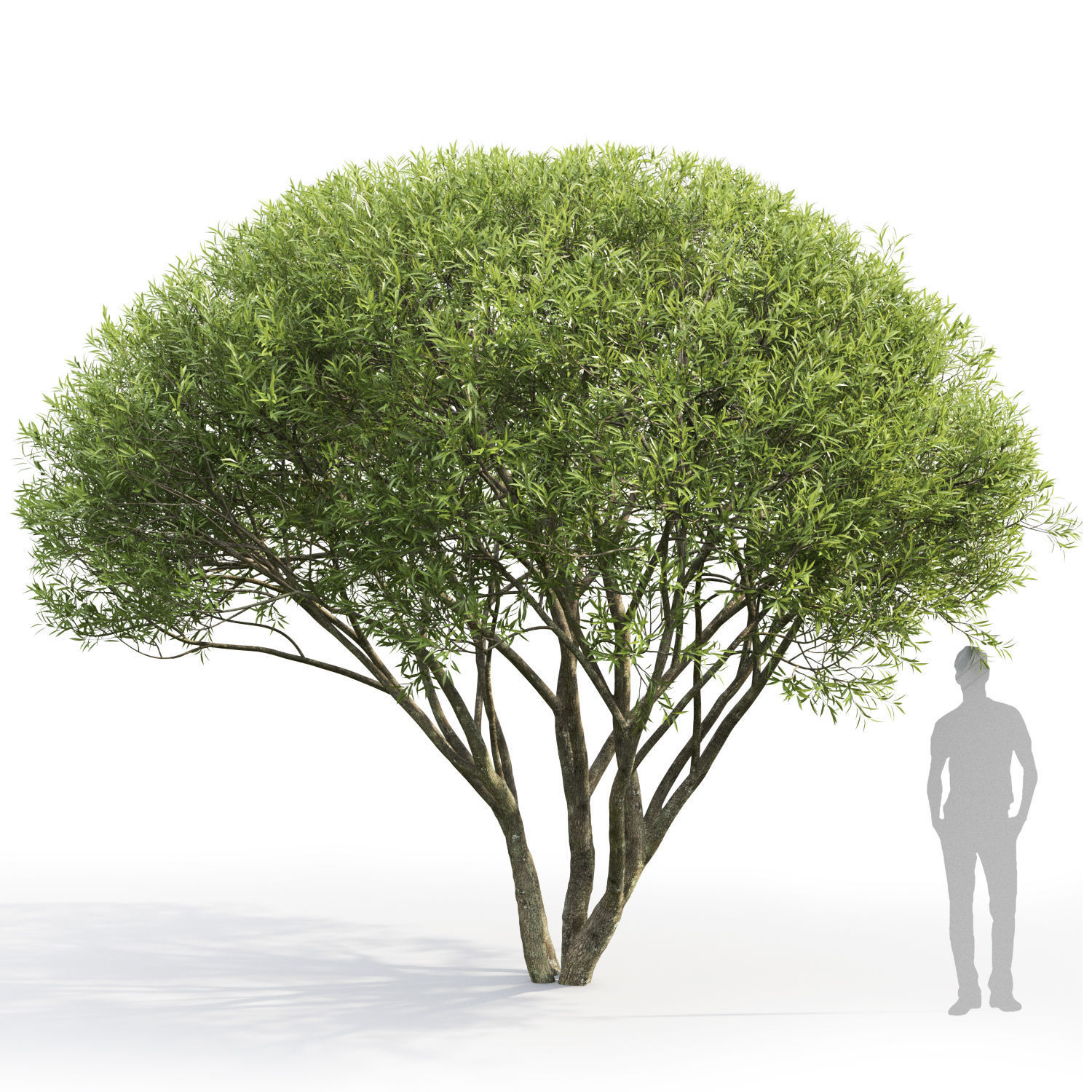 Salix fragilis 02  3D model_2
