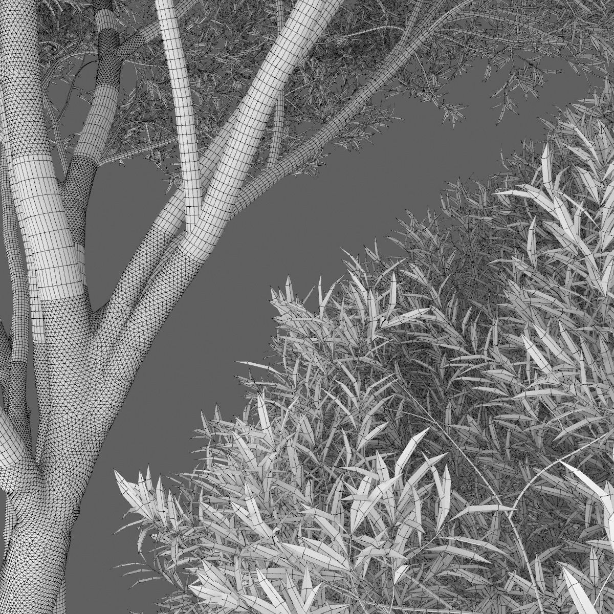 Salix fragilis 02  3D model_3