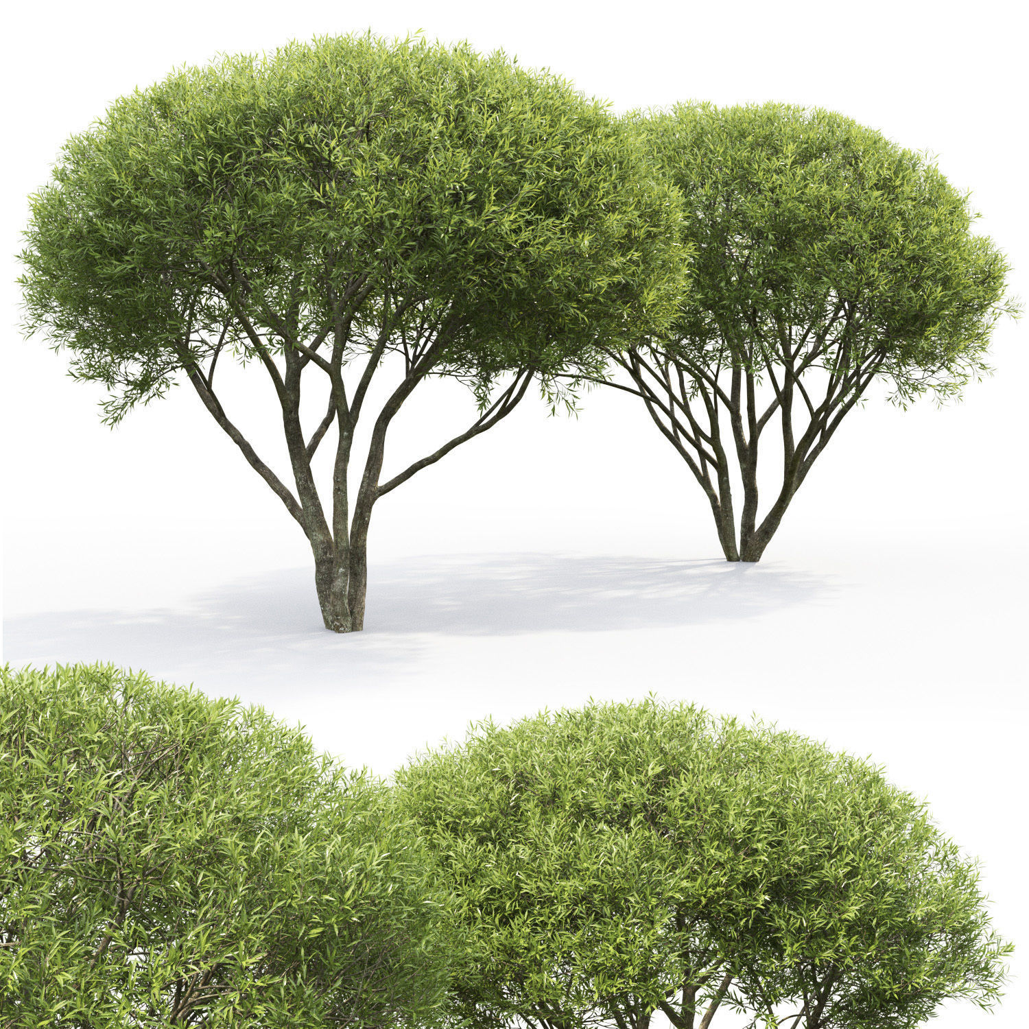 Salix fragilis 02  3D model_1