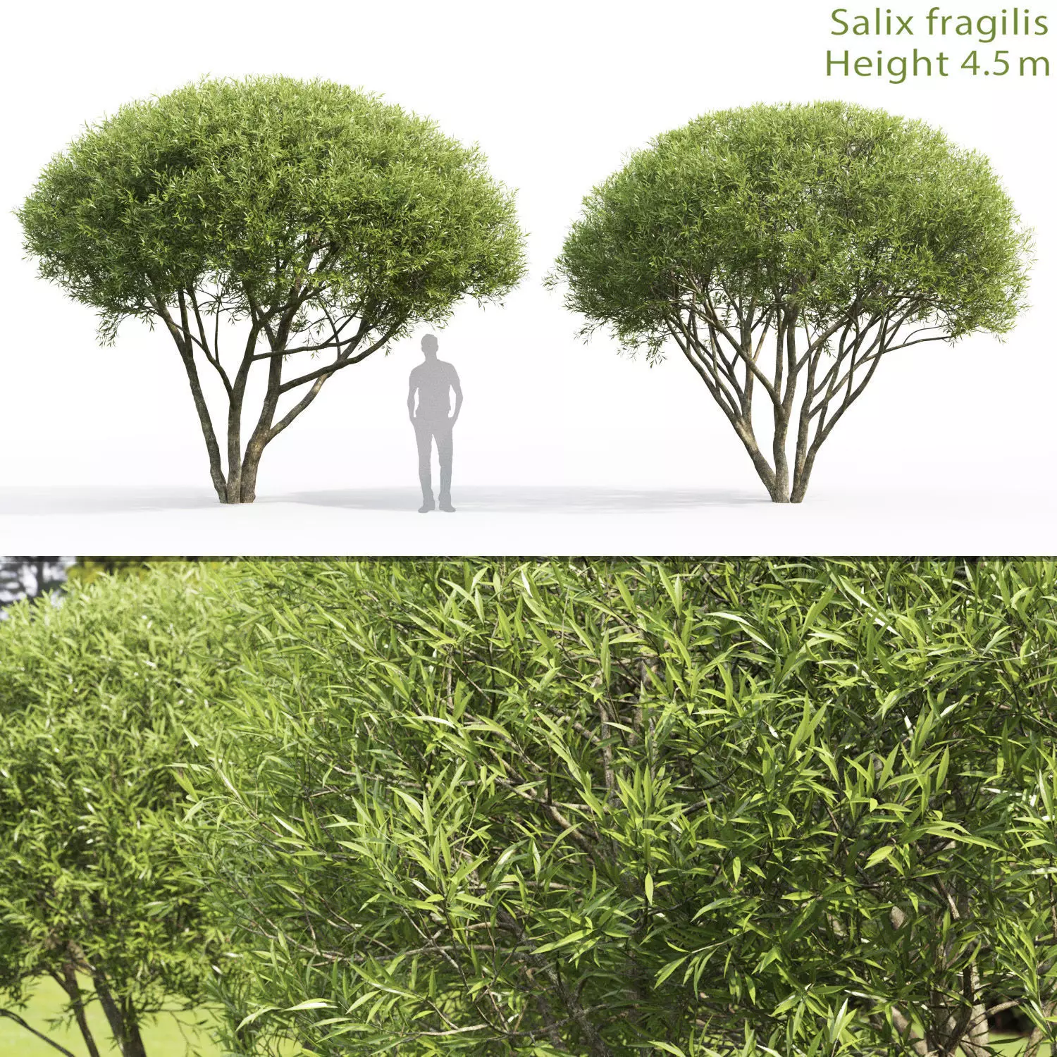 Salix fragilis 02  3D model_0