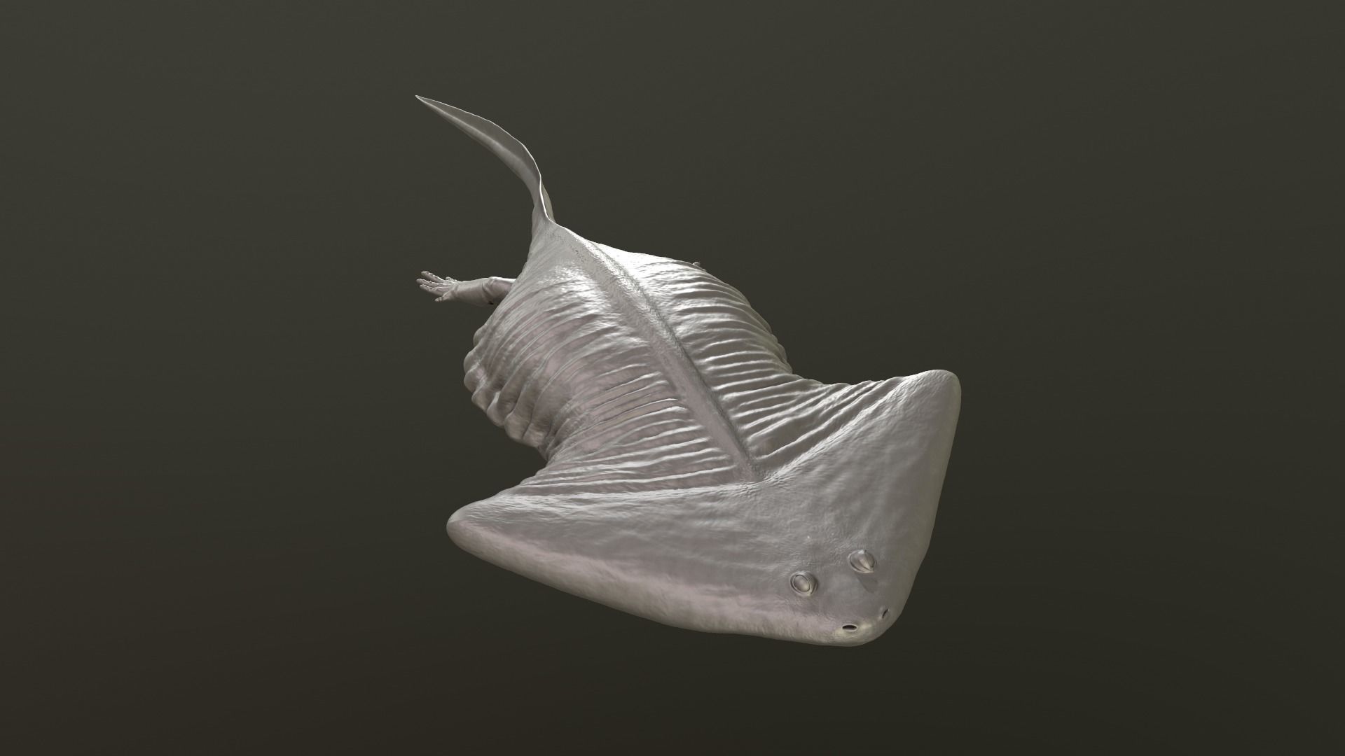 Diplocaulus magnicornis 3D print model_4