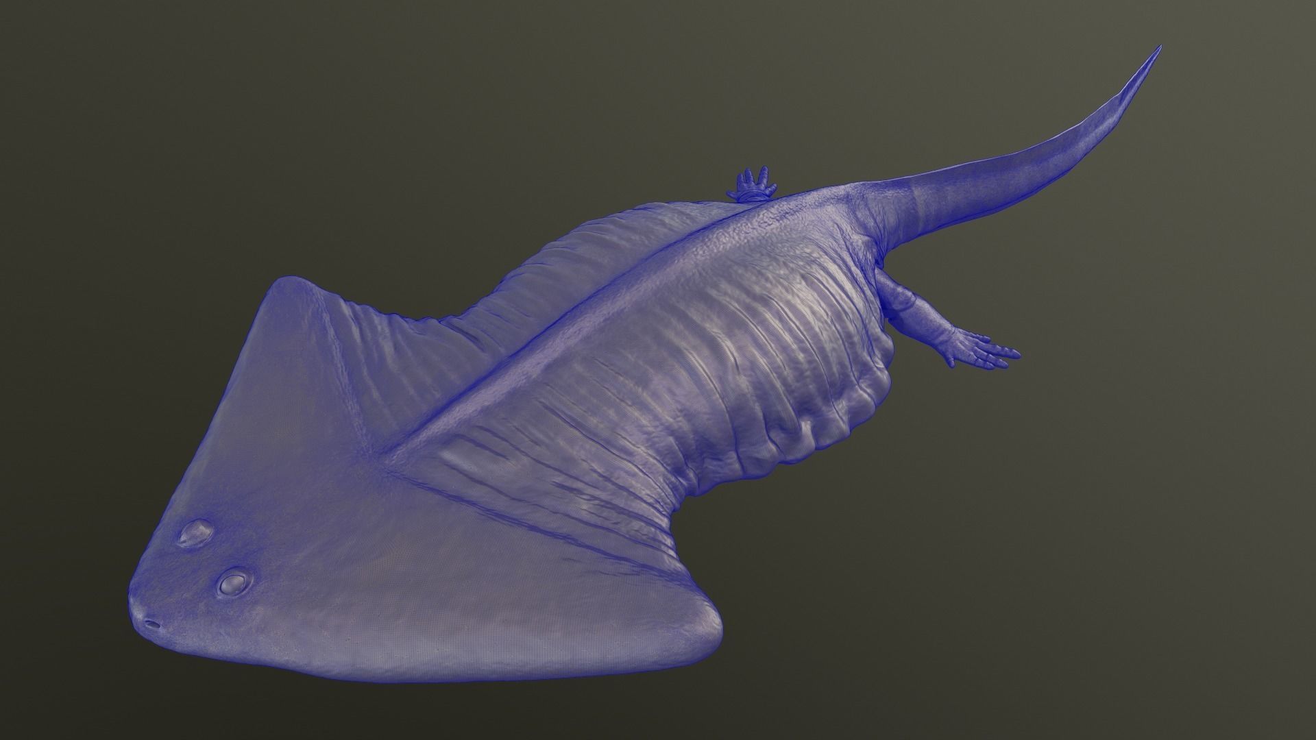 Diplocaulus magnicornis 3D print model_7