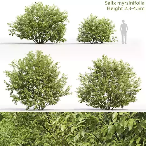 Salix myrsinifolia 01