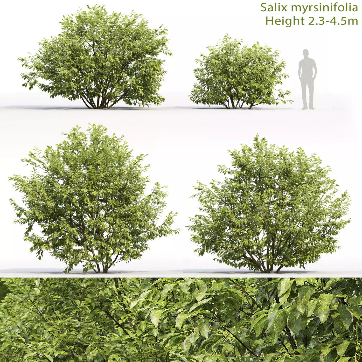 Salix myrsinifolia 01 3D model