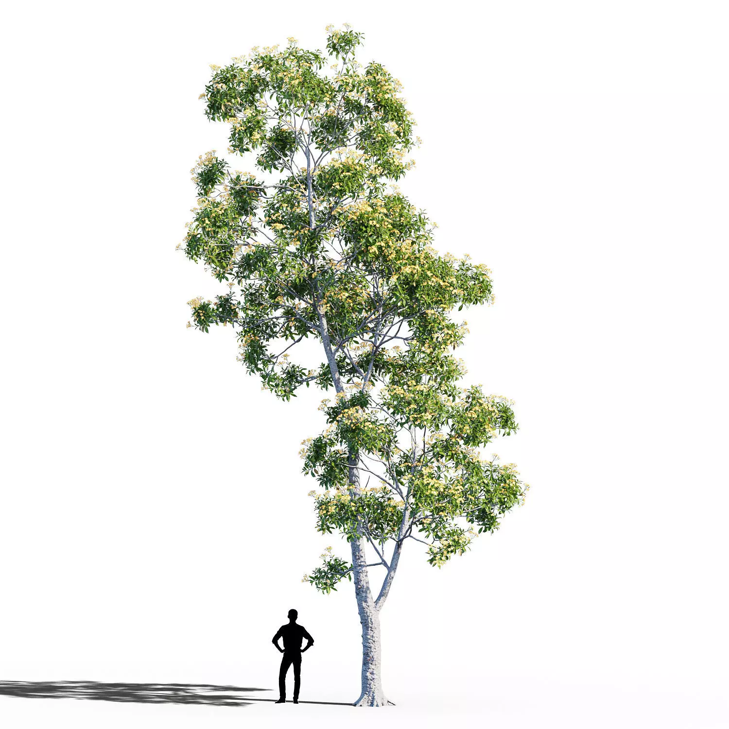 Hymenosporum flavum op2 3D model_0