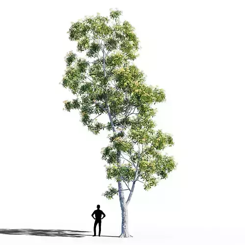 Hymenosporum flavum op2 3D model