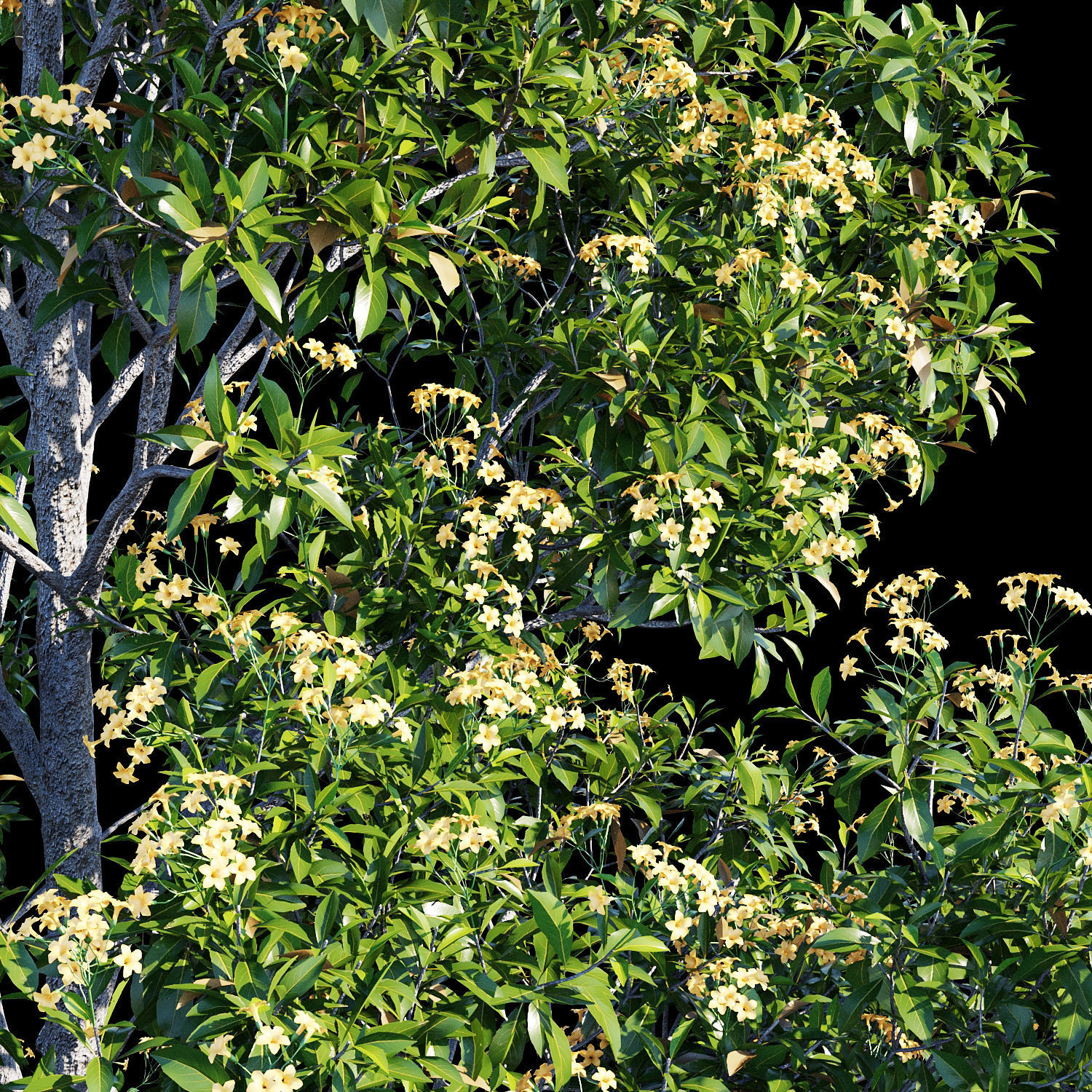 Hymenosporum flavum op2 3D model_1