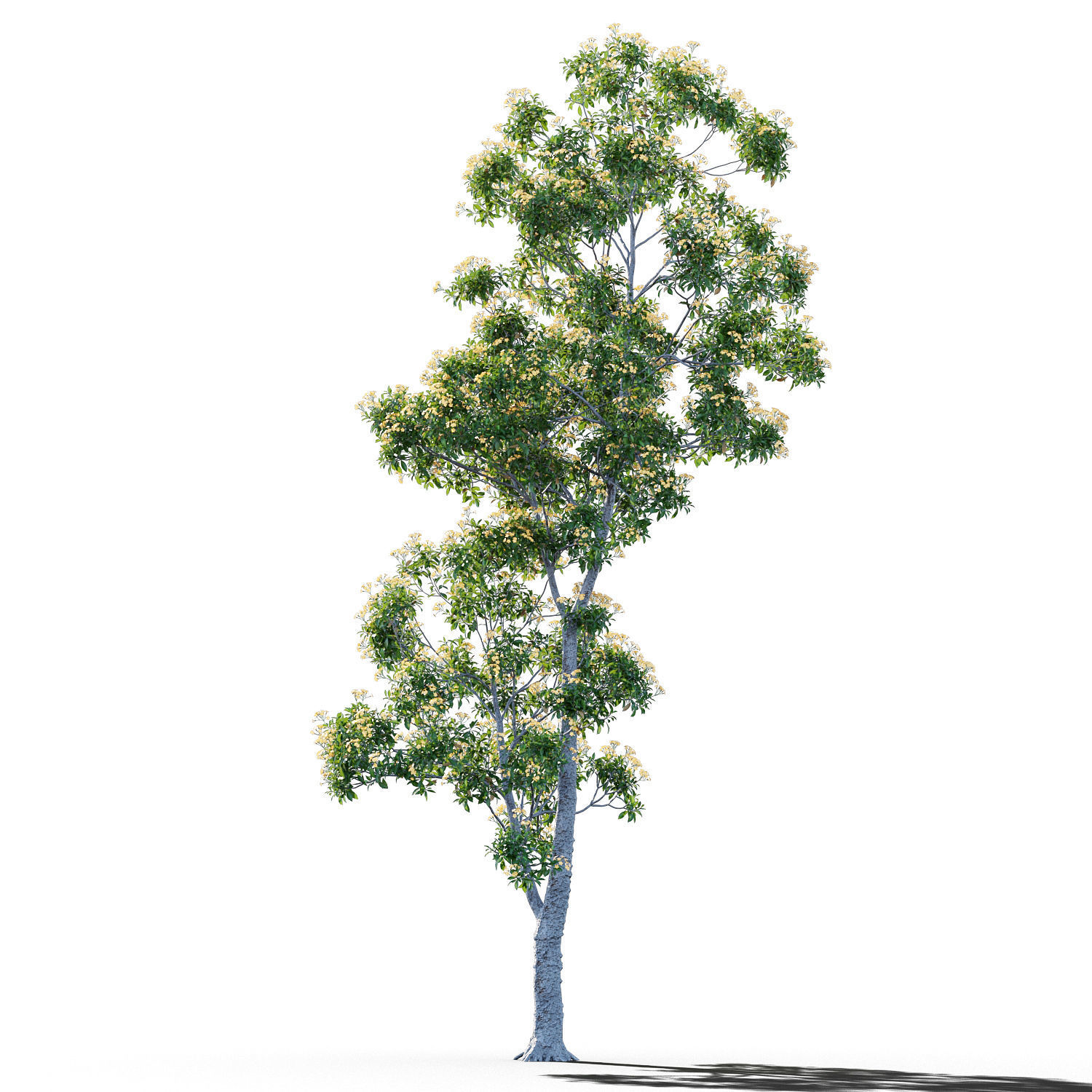 Hymenosporum flavum op2 3D model_3