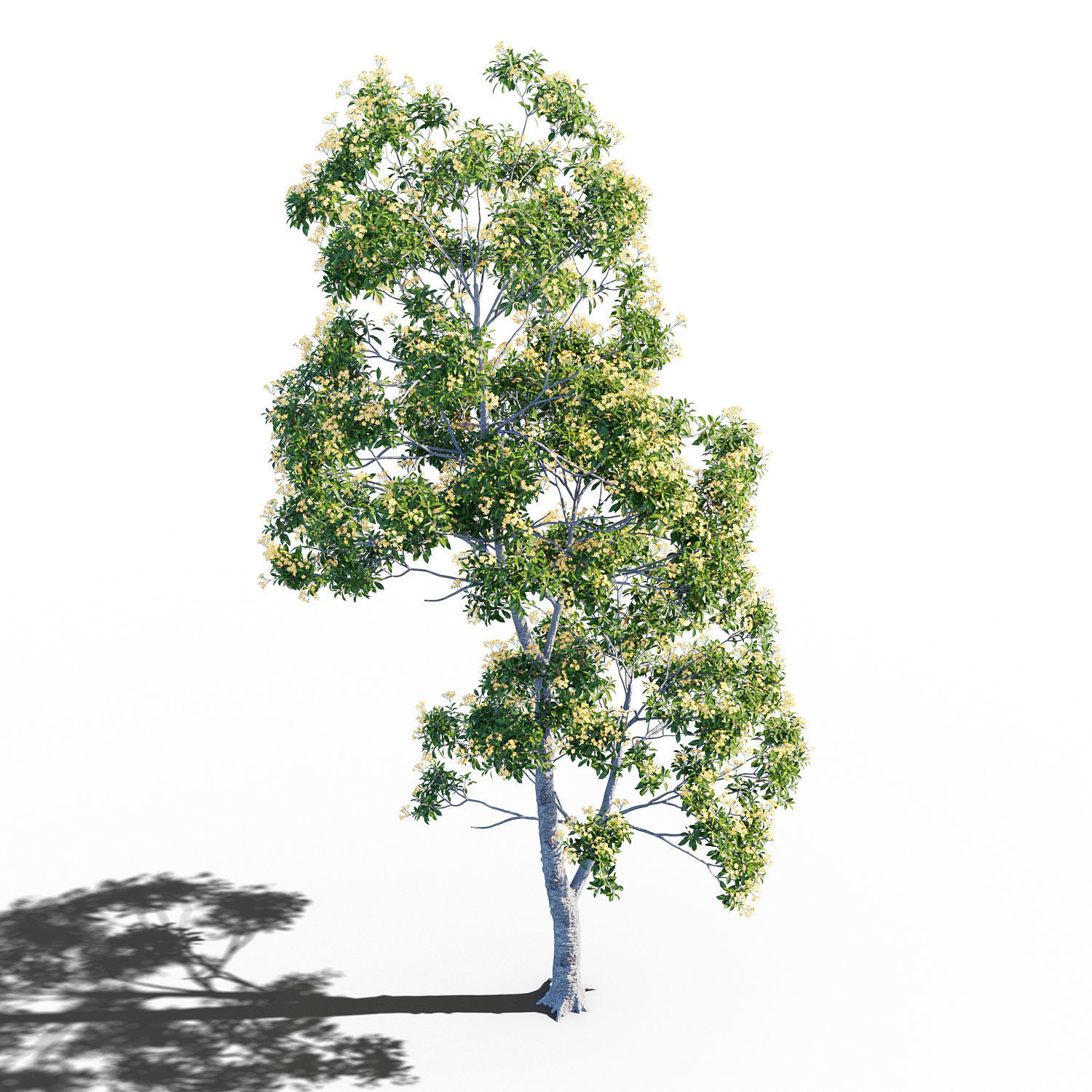 Hymenosporum flavum op2 3D model_2