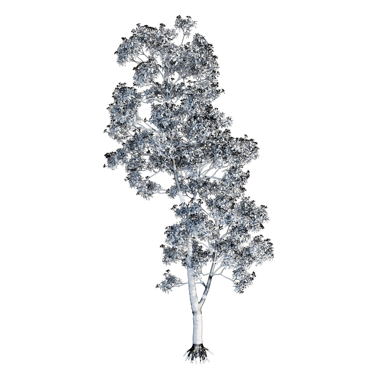 Hymenosporum flavum op2 3D model_5