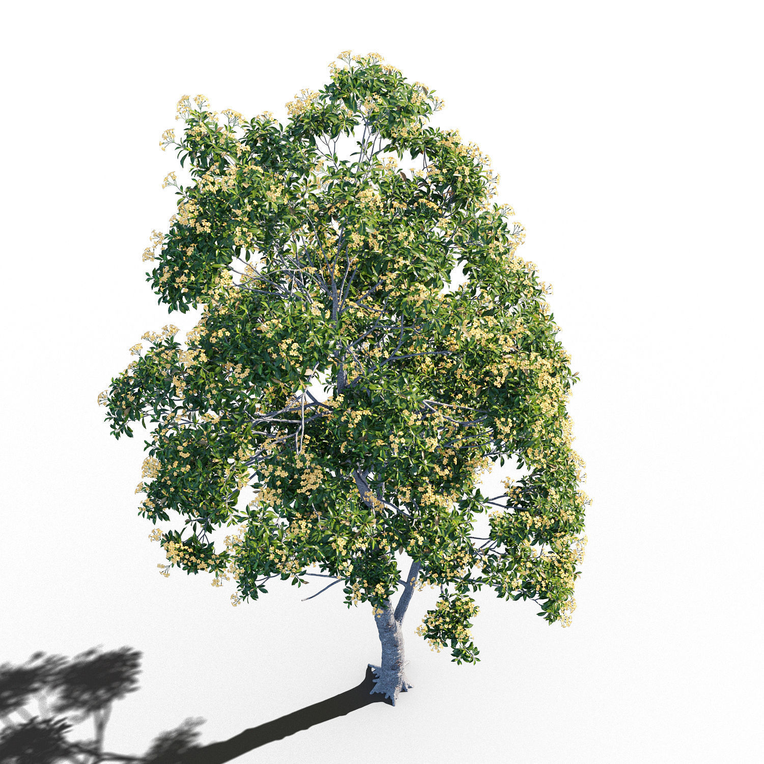 Hymenosporum flavum op2 3D model_4