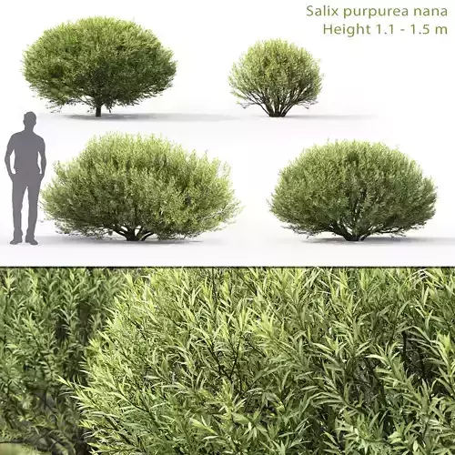 Salix purpurea nana 01 3D model
