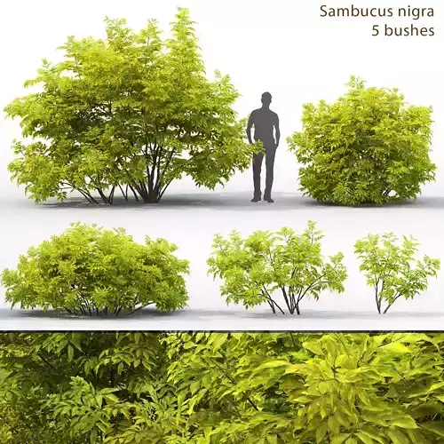Sambucus nigra 02