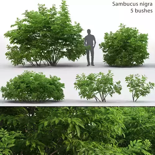 Sambucus nigra 03 3D model