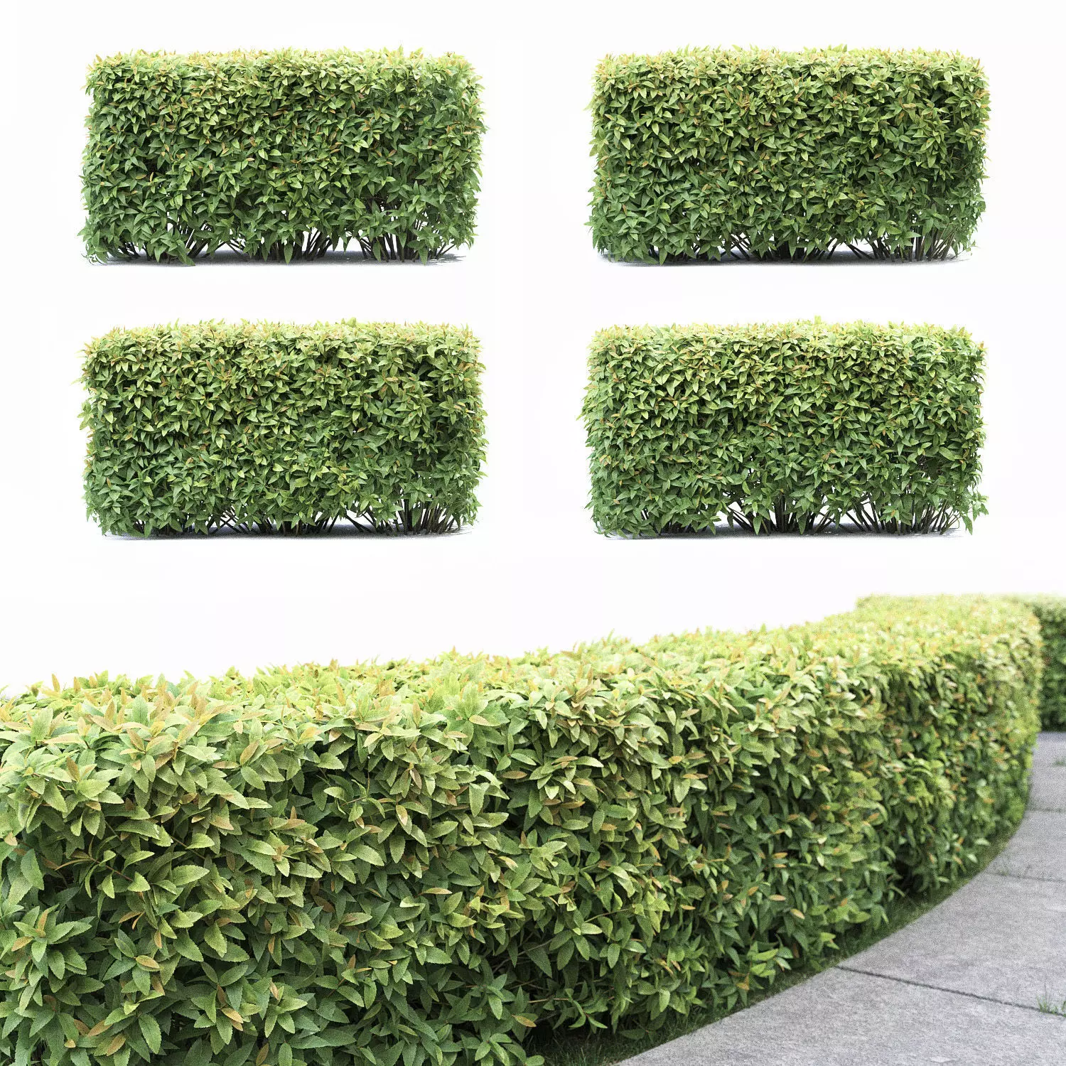 Spiraea japonica hedge 3D model_0