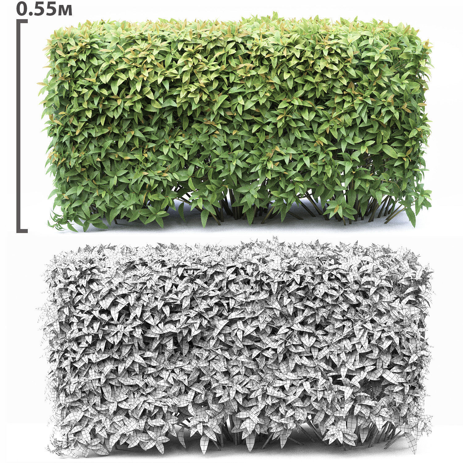 Spiraea japonica hedge 3D model_1