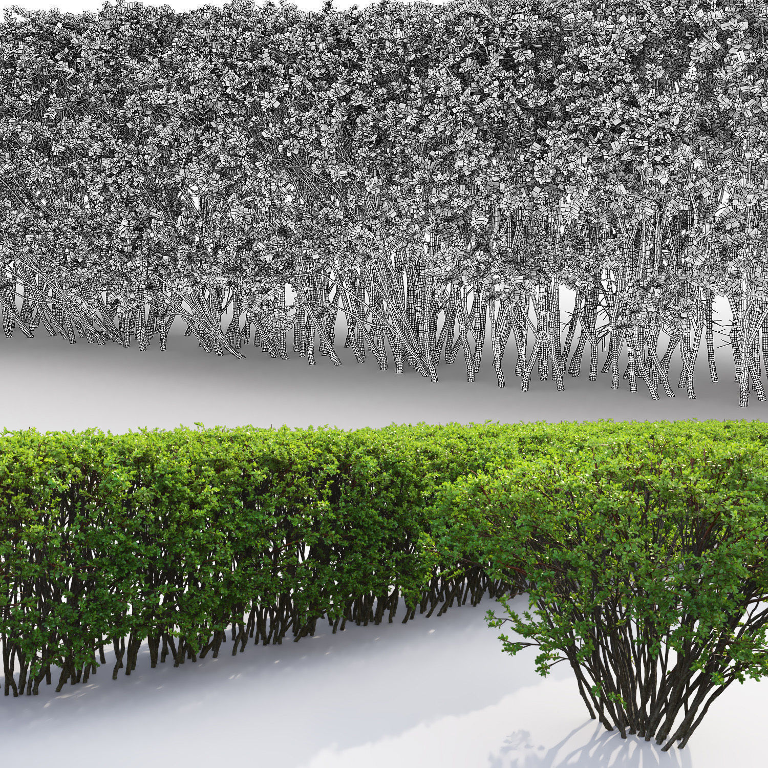 Spiraea 02 3D model_2