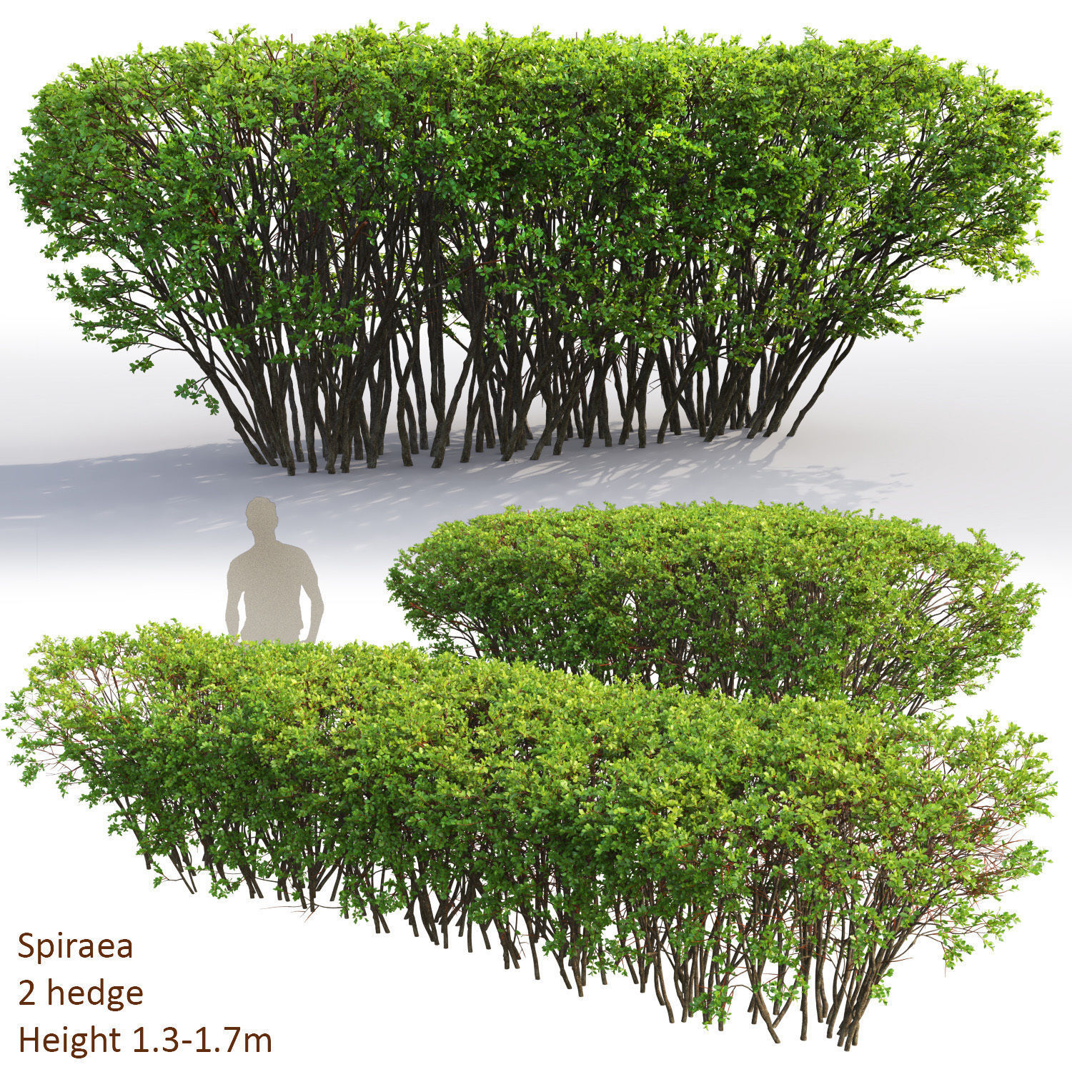 Spiraea 02 3D model_1