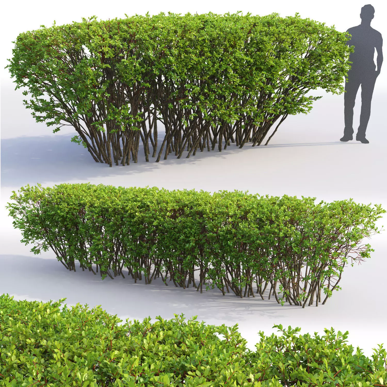 Spiraea 02 3D model_0
