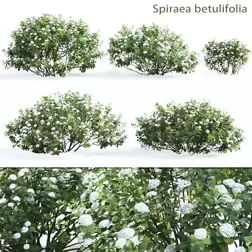Spiraea betulifolia 02 3D model