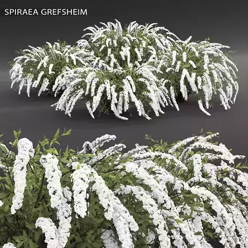 Spiraea cinerea grefsheim 3D model