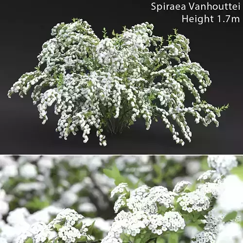 Spiraea Vanhouttei 01 3D model