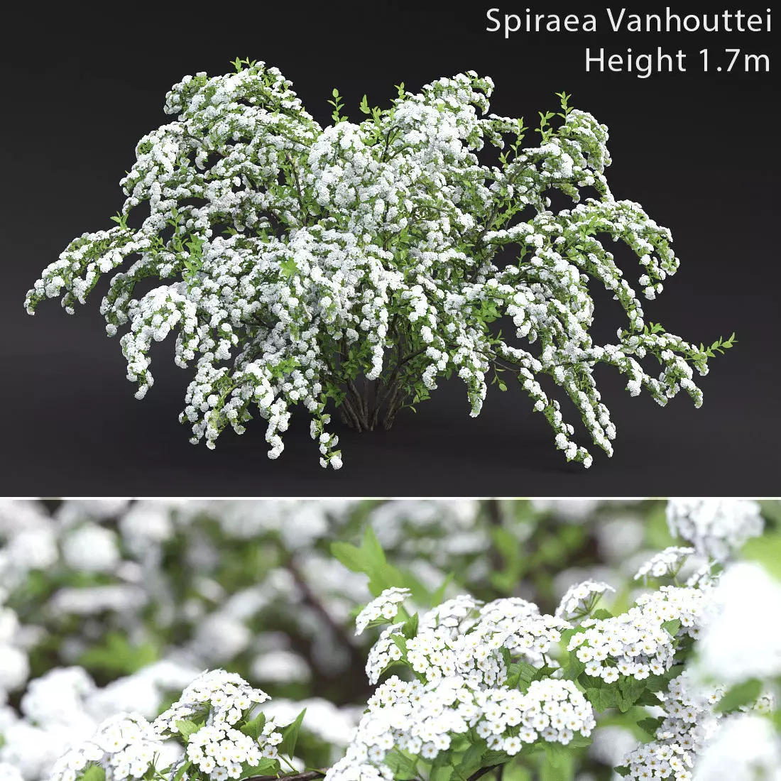 Spiraea Vanhouttei 01 3D model