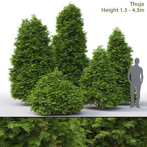 Thuja 03 3D model