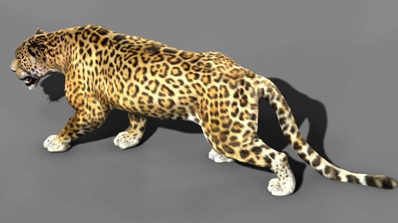 Leopard A jaguar - jaguar 3D model_2