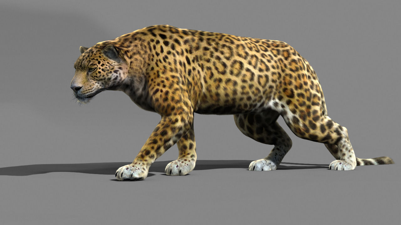 Leopard A jaguar - jaguar 3D model_4