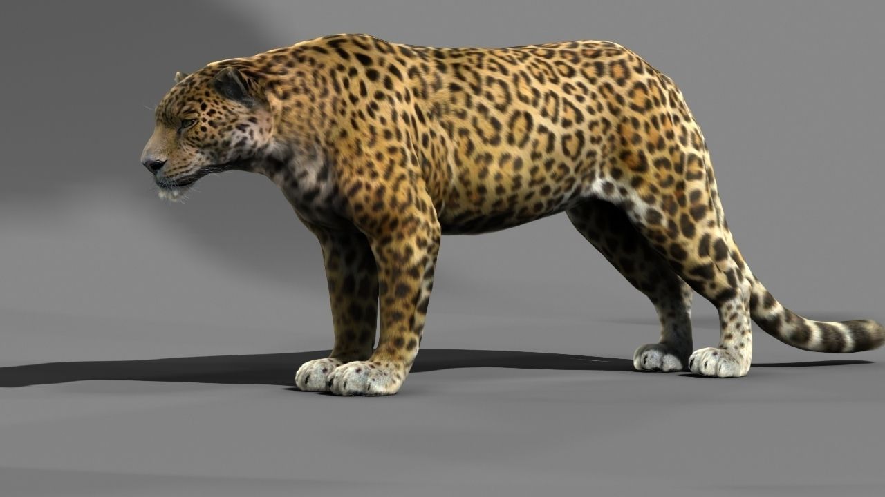 Leopard A jaguar - jaguar 3D model_3