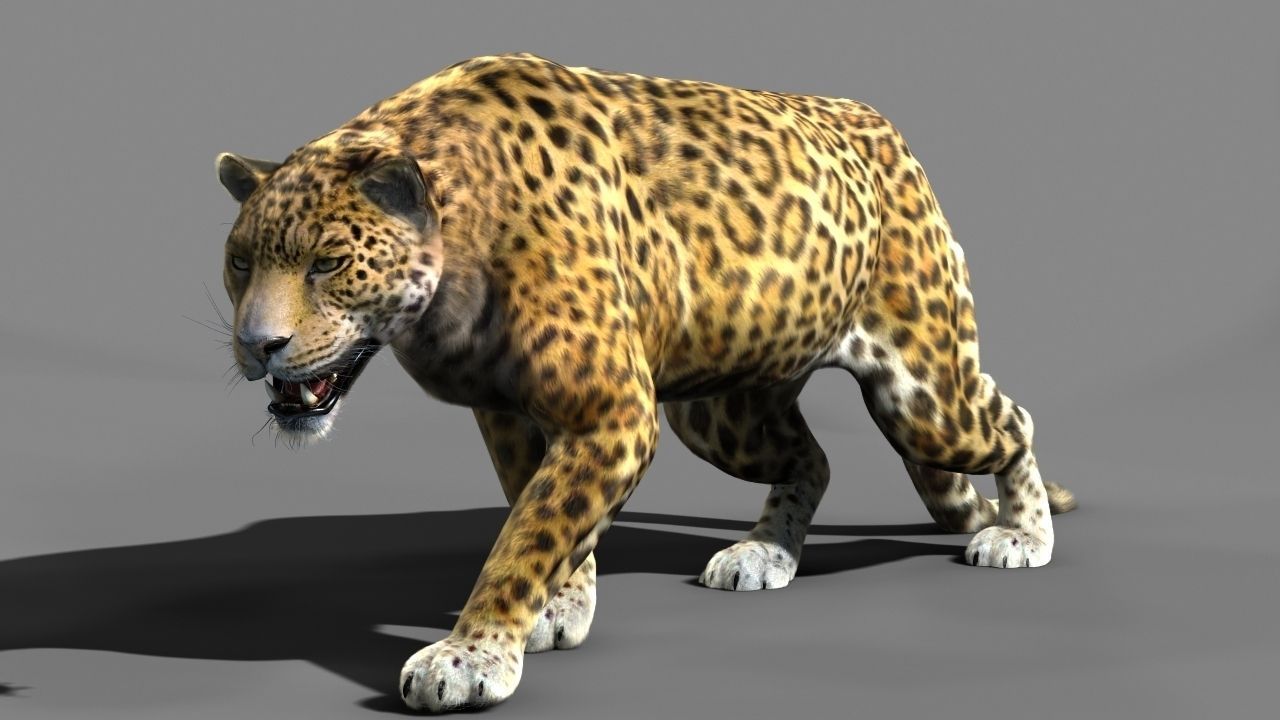 Leopard A jaguar - jaguar 3D model_1