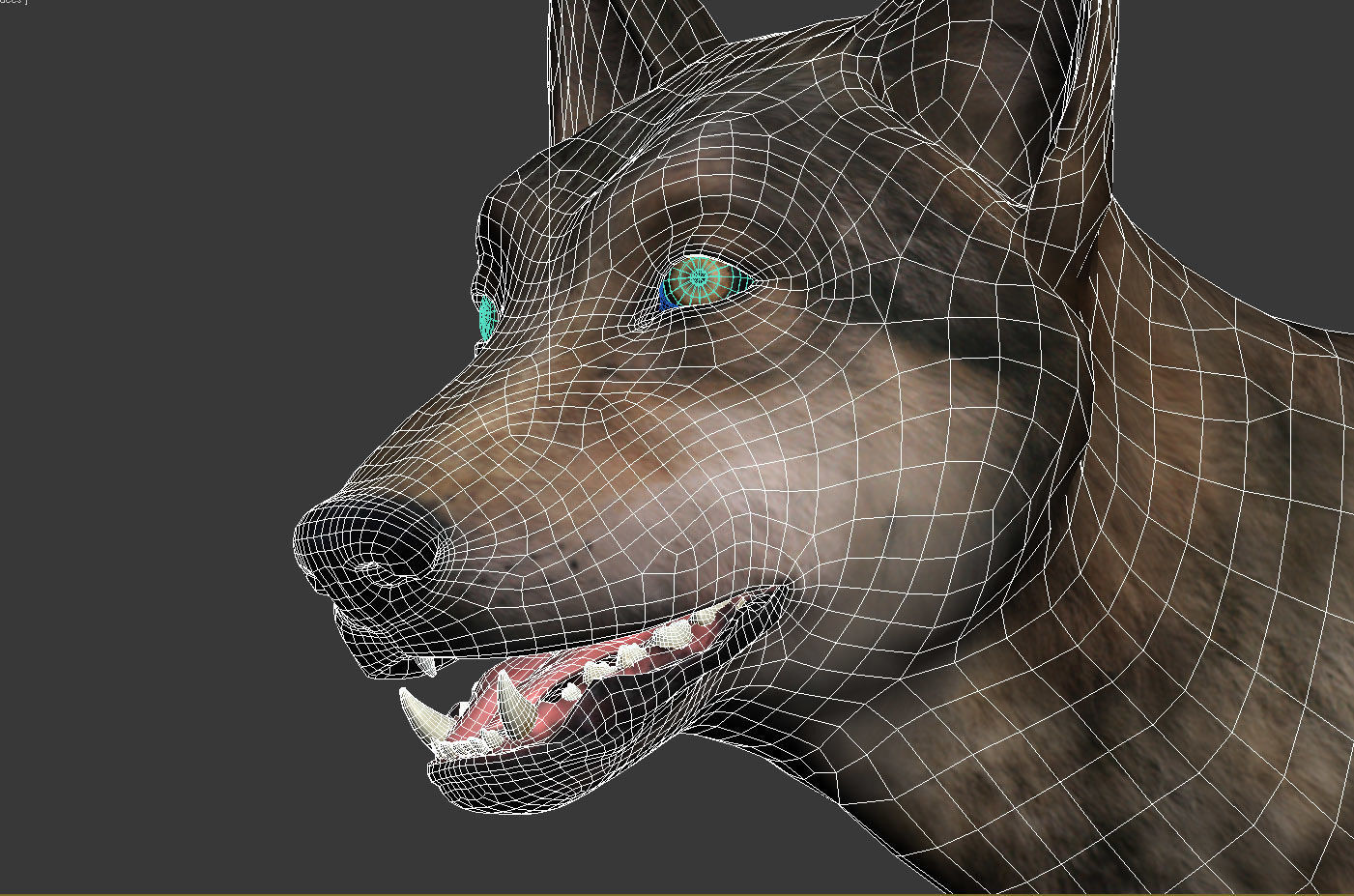Wolf High Detailed 3D model_12