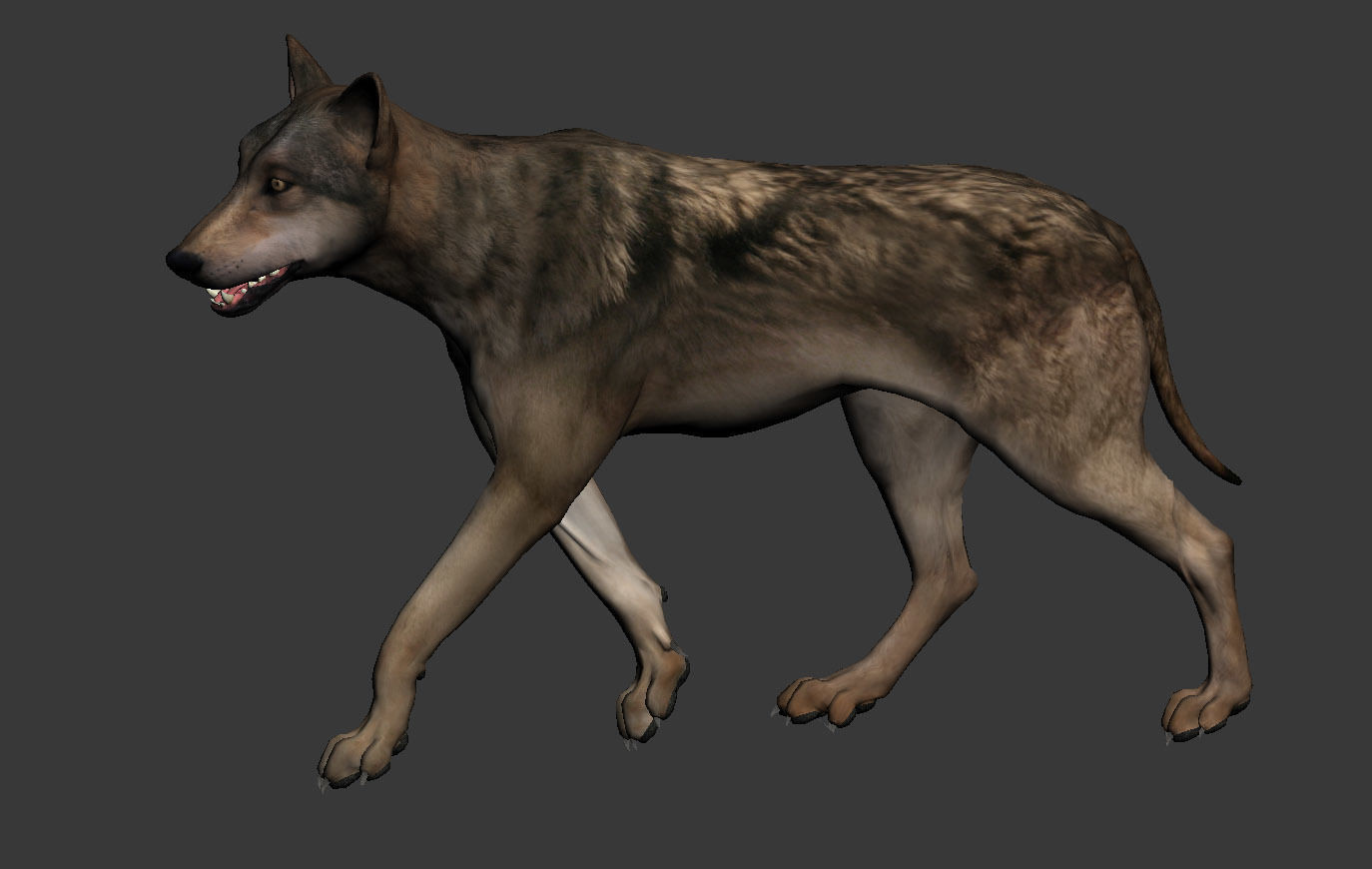 Wolf High Detailed 3D model_10