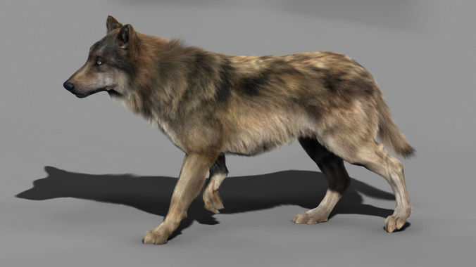 Wolf High Detailed 3D model