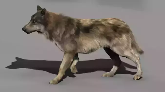 Wolf High Detailed 3D model