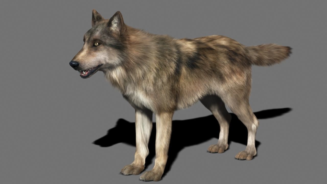 Wolf High Detailed 3D model_3