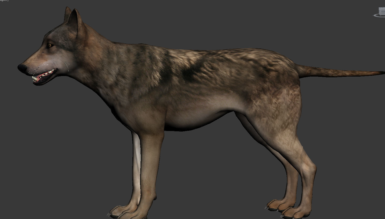 Wolf High Detailed 3D model_4
