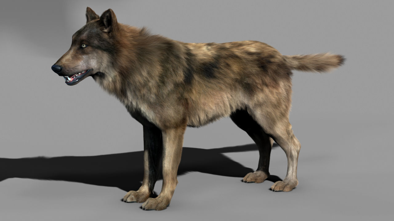 Wolf High Detailed 3D model_15