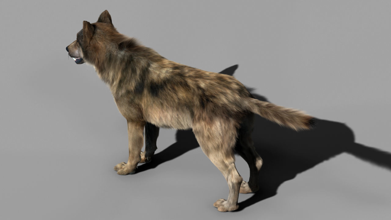Wolf High Detailed 3D model_14