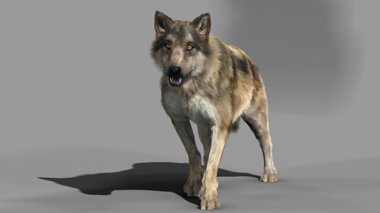 Wolf High Detailed 3D model_9