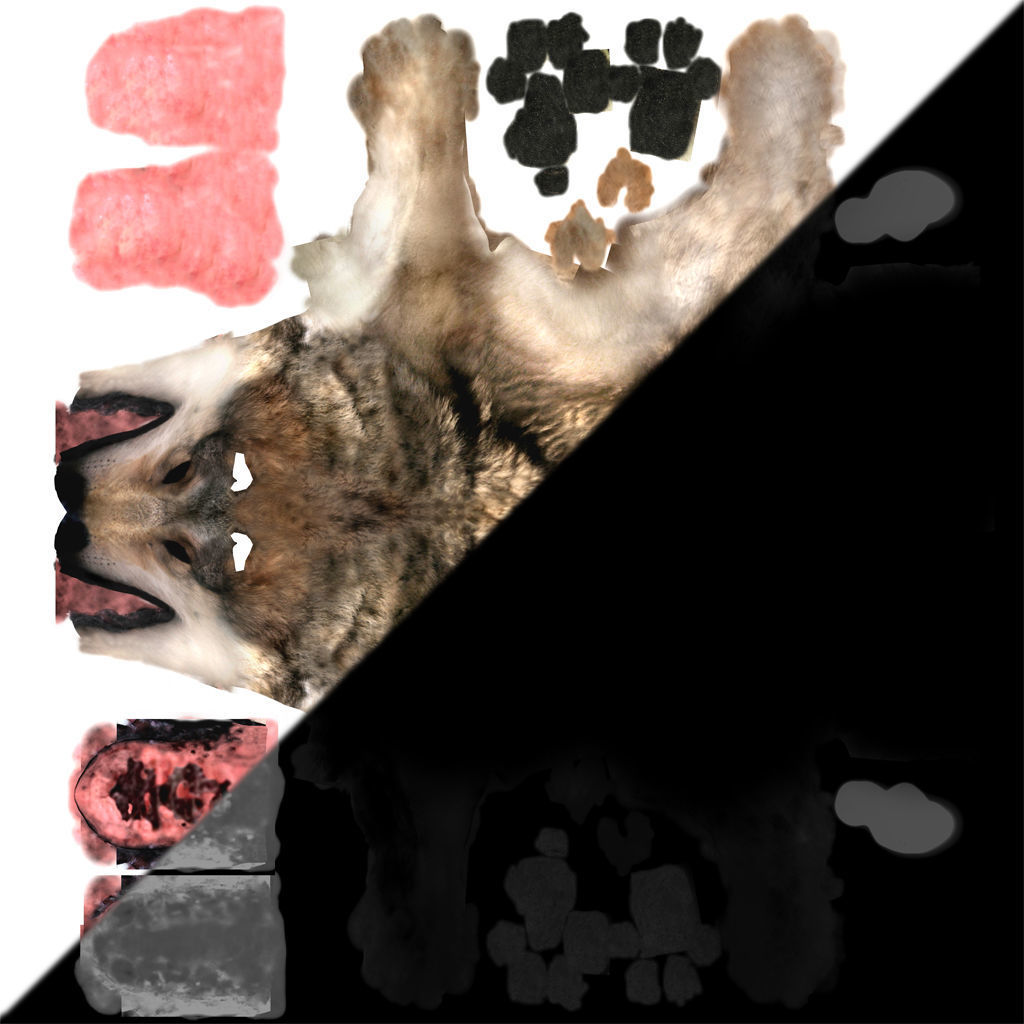 Wolf High Detailed 3D model_13