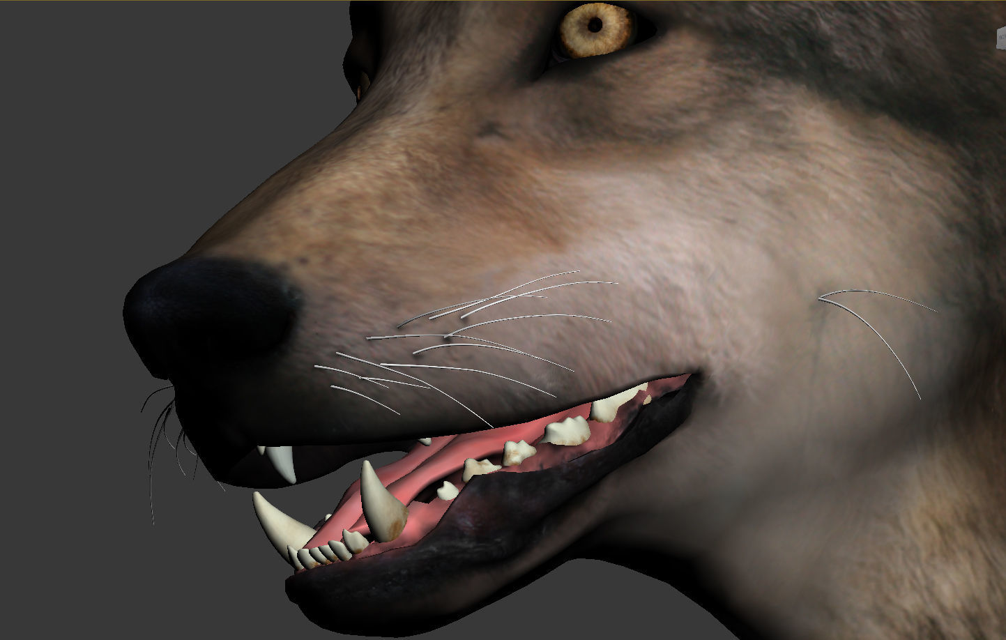 Wolf High Detailed 3D model_5