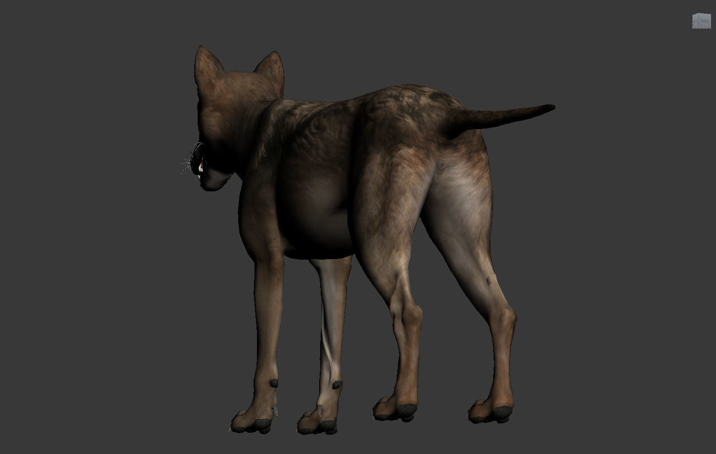 Wolf High Detailed 3D model_8