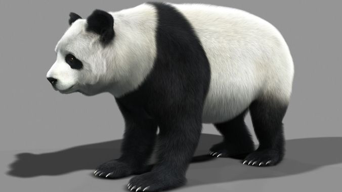 Panda A bear 3D model